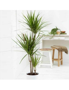 Dracena Marginata