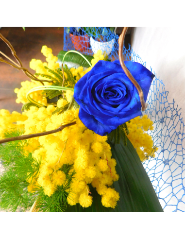 Blue roses mimosa