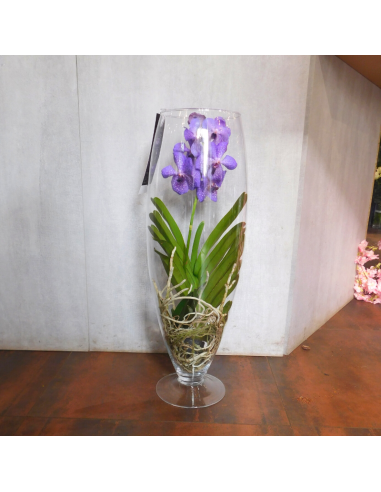 Vanda