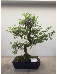 Vendita Bonsai a Torino