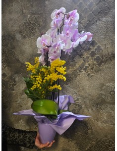 Orchidea con mimosa 2