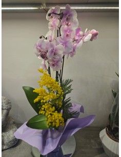 Orchidea con mimosa
