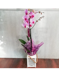 Orchidea Vanda - Eleganza floreale in un vaso di vetro Colore Bianco Vanda