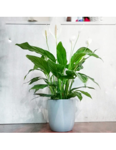 Spathiphyllum