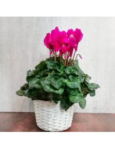 Ciclamino colori a scelta