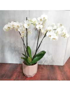 Composizione di orchidee